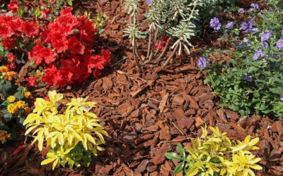 Comment l’écorce en paillage peut améliorer votre jardin dans le Grand Est