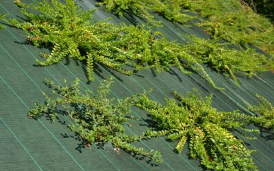 Toile de paillage dans le Grand Est : la solution anti-mauvaises herbes